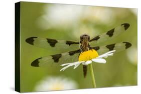 Female Blue Dasher dragonfly on daisy, Kentucky-Adam Jones-Stretched Canvas