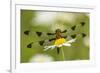 Female Blue Dasher dragonfly on daisy, Kentucky-Adam Jones-Framed Photographic Print