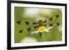 Female Blue Dasher dragonfly on daisy, Kentucky-Adam Jones-Framed Photographic Print