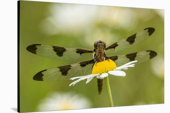 Female Blue Dasher dragonfly on daisy, Kentucky-Adam Jones-Stretched Canvas