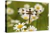 Female Blue Dasher Dragonfly on Daisy, Pachydiplax Longipennis, Kentucky-Adam Jones-Stretched Canvas