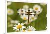 Female Blue Dasher Dragonfly on Daisy, Pachydiplax Longipennis, Kentucky-Adam Jones-Framed Premium Photographic Print