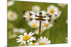 Female Blue Dasher Dragonfly on Daisy, Pachydiplax Longipennis, Kentucky-Adam Jones-Mounted Premium Photographic Print