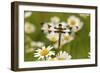 Female Blue Dasher Dragonfly on Daisy, Pachydiplax Longipennis, Kentucky-Adam Jones-Framed Photographic Print