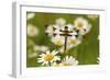 Female Blue Dasher Dragonfly on Daisy, Pachydiplax Longipennis, Kentucky-Adam Jones-Framed Photographic Print