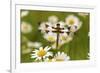 Female Blue Dasher Dragonfly on Daisy, Pachydiplax Longipennis, Kentucky-Adam Jones-Framed Photographic Print