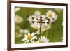 Female Blue Dasher Dragonfly on Daisy, Pachydiplax Longipennis, Kentucky-Adam Jones-Framed Photographic Print