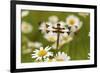 Female Blue Dasher Dragonfly on Daisy, Pachydiplax Longipennis, Kentucky-Adam Jones-Framed Photographic Print