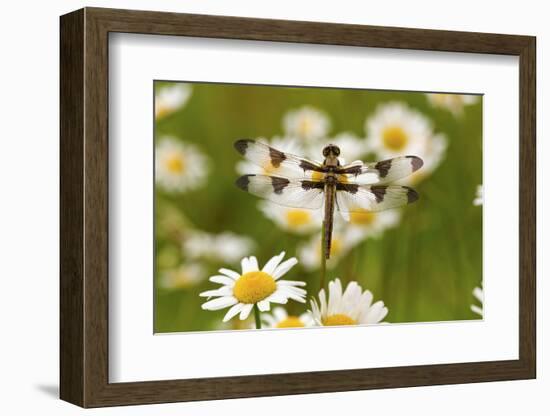 Female Blue Dasher Dragonfly on Daisy, Pachydiplax Longipennis, Kentucky-Adam Jones-Framed Photographic Print