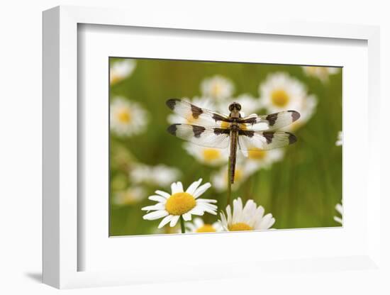 Female Blue Dasher Dragonfly on Daisy, Pachydiplax Longipennis, Kentucky-Adam Jones-Framed Photographic Print