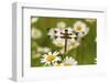 Female Blue Dasher Dragonfly on Daisy, Pachydiplax Longipennis, Kentucky-Adam Jones-Framed Photographic Print