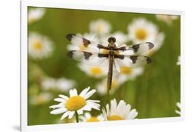 Female Blue Dasher Dragonfly on Daisy, Pachydiplax Longipennis, Kentucky-Adam Jones-Framed Photographic Print