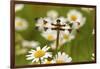 Female Blue Dasher Dragonfly on Daisy, Pachydiplax Longipennis, Kentucky-Adam Jones-Framed Photographic Print