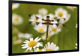 Female Blue Dasher Dragonfly on Daisy, Pachydiplax Longipennis, Kentucky-Adam Jones-Framed Photographic Print