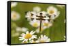 Female Blue Dasher Dragonfly on Daisy, Pachydiplax Longipennis, Kentucky-Adam Jones-Framed Stretched Canvas