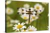 Female Blue Dasher Dragonfly on Daisy, Pachydiplax Longipennis, Kentucky-Adam Jones-Stretched Canvas