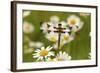 Female Blue Dasher Dragonfly on Daisy, Pachydiplax Longipennis, Kentucky-Adam Jones-Framed Photographic Print