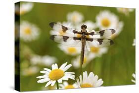 Female Blue Dasher Dragonfly on Daisy, Pachydiplax Longipennis, Kentucky-Adam Jones-Stretched Canvas