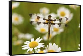 Female Blue Dasher Dragonfly on Daisy, Pachydiplax Longipennis, Kentucky-Adam Jones-Framed Stretched Canvas