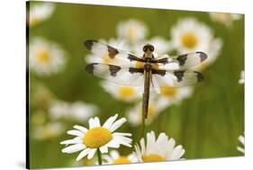 Female Blue Dasher Dragonfly on Daisy, Pachydiplax Longipennis, Kentucky-Adam Jones-Stretched Canvas