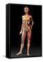 Female Body, Artwork-Jose Antonio-Framed Stretched Canvas