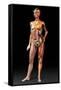 Female Body, Artwork-Jose Antonio-Framed Stretched Canvas