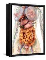 Female Body Showing Digestive And Circulatory System-Stocktrek Images-Framed Stretched Canvas
