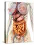 Female Body Showing Digestive And Circulatory System-Stocktrek Images-Stretched Canvas