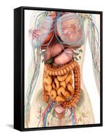 Female Body Showing Digestive And Circulatory System-Stocktrek Images-Framed Stretched Canvas