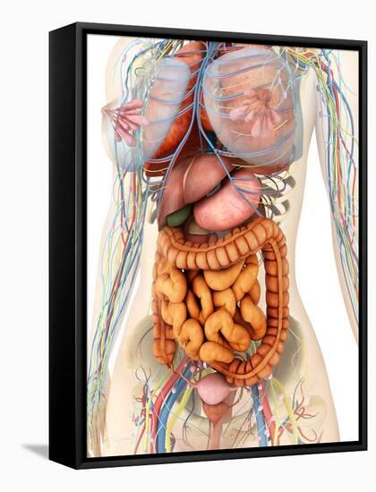 Female Body Showing Digestive And Circulatory System-Stocktrek Images-Framed Stretched Canvas