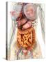 Female Body Showing Digestive And Circulatory System-Stocktrek Images-Stretched Canvas