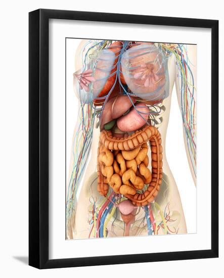 Female Body Showing Digestive And Circulatory System-Stocktrek Images-Framed Photographic Print