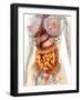 Female Body Showing Digestive And Circulatory System-Stocktrek Images-Framed Photographic Print