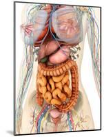 Female Body Showing Digestive And Circulatory System-Stocktrek Images-Mounted Photographic Print