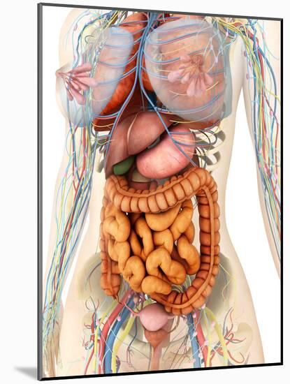 Female Body Showing Digestive And Circulatory System-Stocktrek Images-Mounted Photographic Print