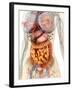 Female Body Showing Digestive And Circulatory System-Stocktrek Images-Framed Photographic Print