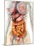 Female Body Showing Digestive And Circulatory System-Stocktrek Images-Mounted Photographic Print