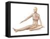 Female Body Sitting in Dynamic Posture with Circulatory System Superimposed-null-Framed Stretched Canvas