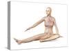 Female Body Sitting in Dynamic Posture with Circulatory System Superimposed-null-Stretched Canvas