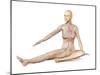 Female Body Sitting in Dynamic Posture with Circulatory System Superimposed-null-Mounted Art Print