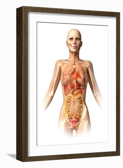 Female Body with Bone Skeleton and Internal Organs Superimposed-null-Framed Art Print