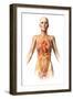 Female Body with Bone Skeleton and Internal Organs Superimposed-null-Framed Art Print