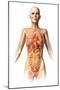 Female Body with Bone Skeleton and Internal Organs Superimposed-null-Mounted Art Print