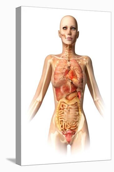 Female Body with Bone Skeleton and Internal Organs Superimposed-null-Stretched Canvas