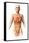 Female Body with Bone Skeleton and Internal Organs Superimposed-null-Framed Stretched Canvas