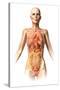 Female Body with Bone Skeleton and Internal Organs Superimposed-null-Stretched Canvas