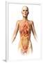 Female Body with Bone Skeleton and Internal Organs Superimposed-null-Framed Art Print