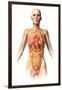 Female Body with Bone Skeleton and Internal Organs Superimposed-null-Framed Art Print