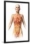 Female Body with Bone Skeleton and Internal Organs Superimposed-null-Framed Art Print