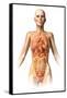 Female Body with Bone Skeleton and Internal Organs Superimposed-null-Framed Stretched Canvas